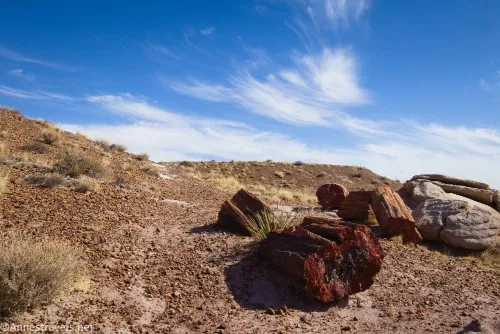 Petrified wood just down the hill from the parking area en route to First Forest Point, Petrified Forest National Park, Arizona