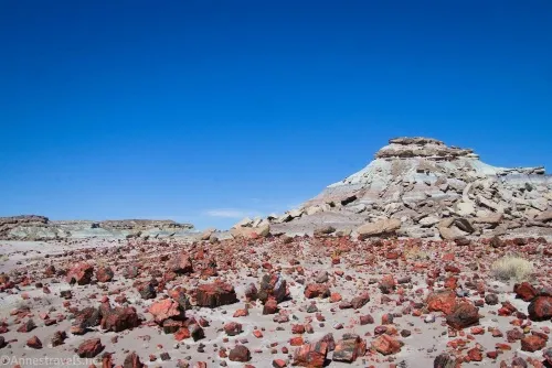 Scattered petrified wood near the "saddle" on the way to First Forest Point, Petrified Forest National Park, Arizona