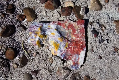 An interesting piece of petrified wood at First Forest Point, Petrified Forest National Park, Arizona