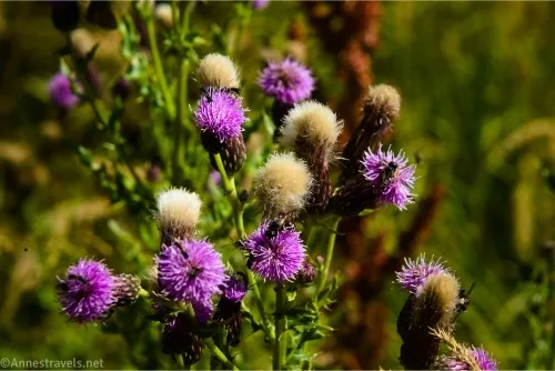 Canadian thistles along Trout Lake, Yellowstone National Park, Wyoming