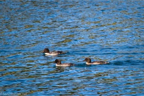 More goldeneye ducks on Trout Lake, Yellowstone National Park, Wyoming