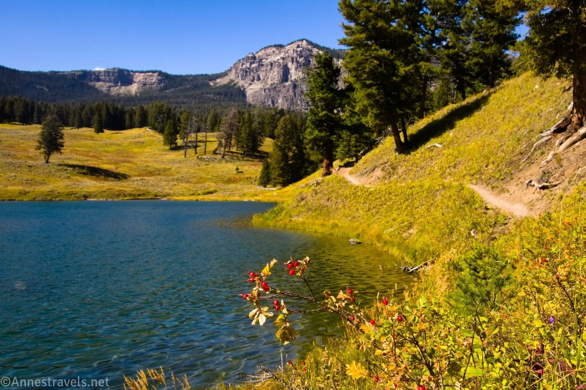 Autumn berries and the unnamed peak at Trout Lake, Yellowstone National Park, Wyoming
