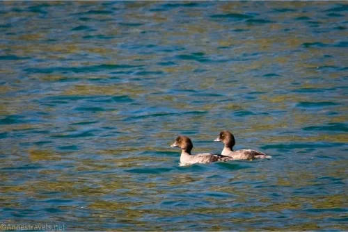 Two goldeneye ducks in Trout Lake, Yellowstone National Park, Wyoming