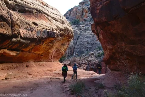Approaching the first really big dryfall in Cove Canyon, Maze District of Canyonlands National Park, Utah