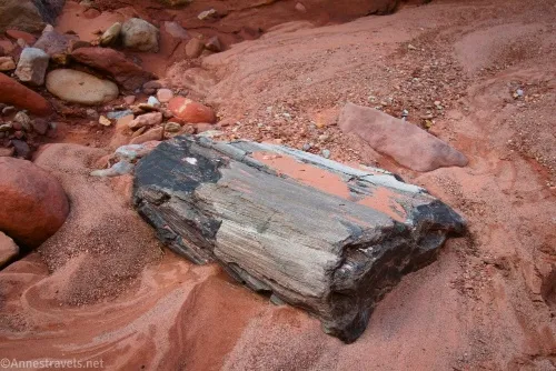The biggest piece of petrified wood I found in Cove Canyon, Maze District of Canyonlands National Park, Utah