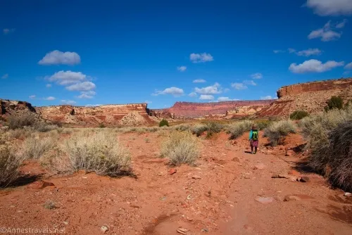 Views looking up Cove Canyon, Maze District of Canyonlands National Park, Utah