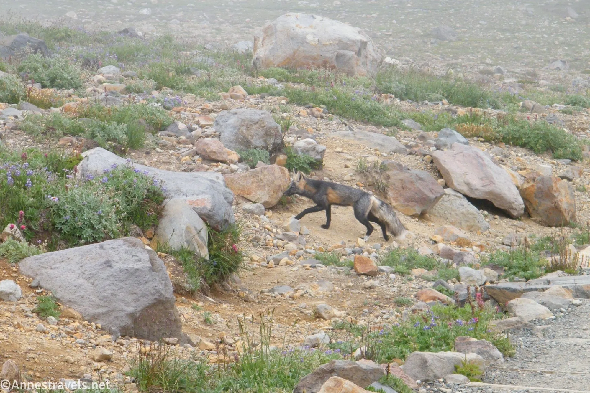 A Cascade Red Fox in the mist high in the meadows of Paradise, Mount Rainier National Park, Washington