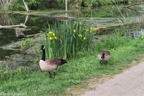 Two Canadian geese and yellow irises beside a swamp