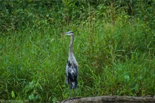 A great blue heron stands in front of green grass and reeds 