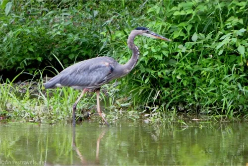 A great blue heron searches for food in a stream