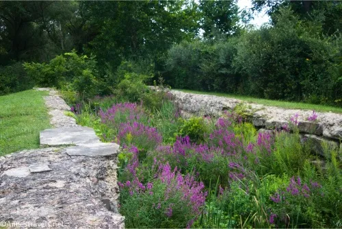 Purple flowers are between ancient stones that once made a canal lock 