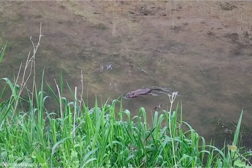 A mink in a brown stream with green grass in the foreground 