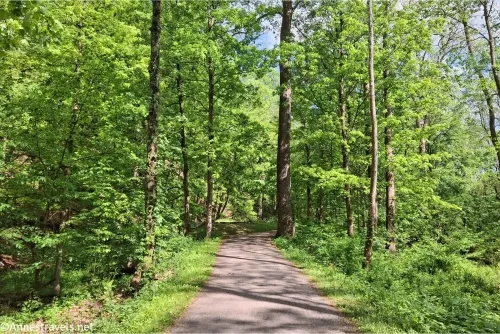 A path between green trees