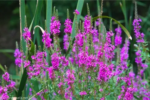 Pretty purple flowers rise among green reeds 