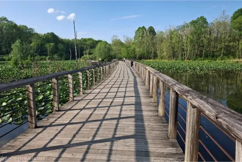 A boardwalk cuts through the middle of a swamp with trees and blue skies beyond 