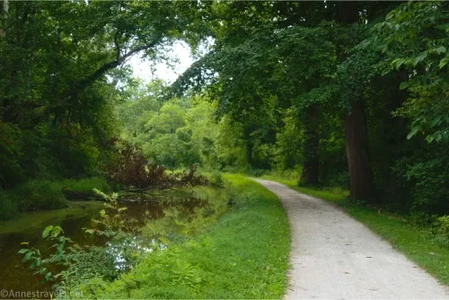 A gravel path travels between trees and a still, brown canal 
