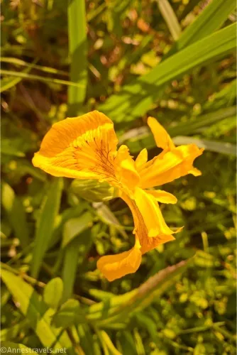 A lovely yellow iris 