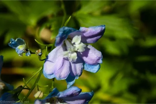 A flower with blue, purple, and white petals
