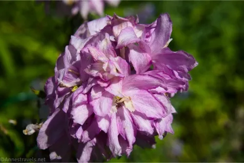 A pink flower with many petals and yellow centers