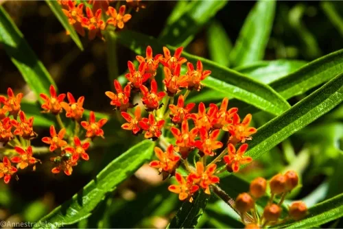 Little red flowers atop green leaves