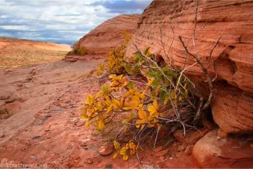 A yellow-leafed plant resides in a crack in a red rock