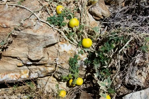 Yellow gourd-like fruit hangs from vines on a tan desert rock 
