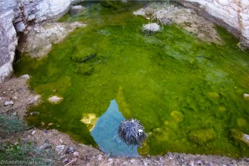 Green algae grows in a small pool in which is reflected the top of the canyon and the sky 