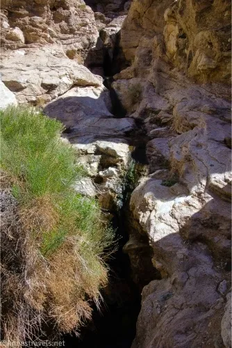 A bush stands beside a dark water channel in a desert canyon 