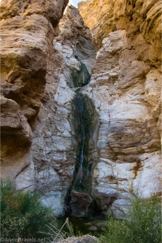 A waterfall trickles down a desert canyon between yellow and white rocks to end in a brush-rimed pool