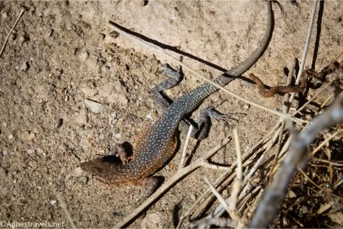A lizard with gray, gold, and brown coloring is speckled with light blue dots
