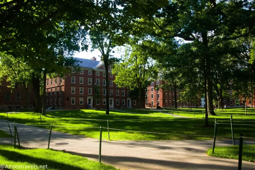 Paths lined with posts and strings, green grass, and red brick buildings beyond summer trees