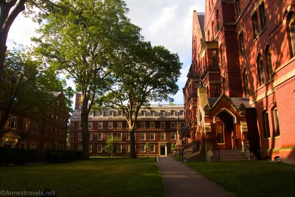 Two trees grow in a grassy courtyard between three red brick buildings with windows