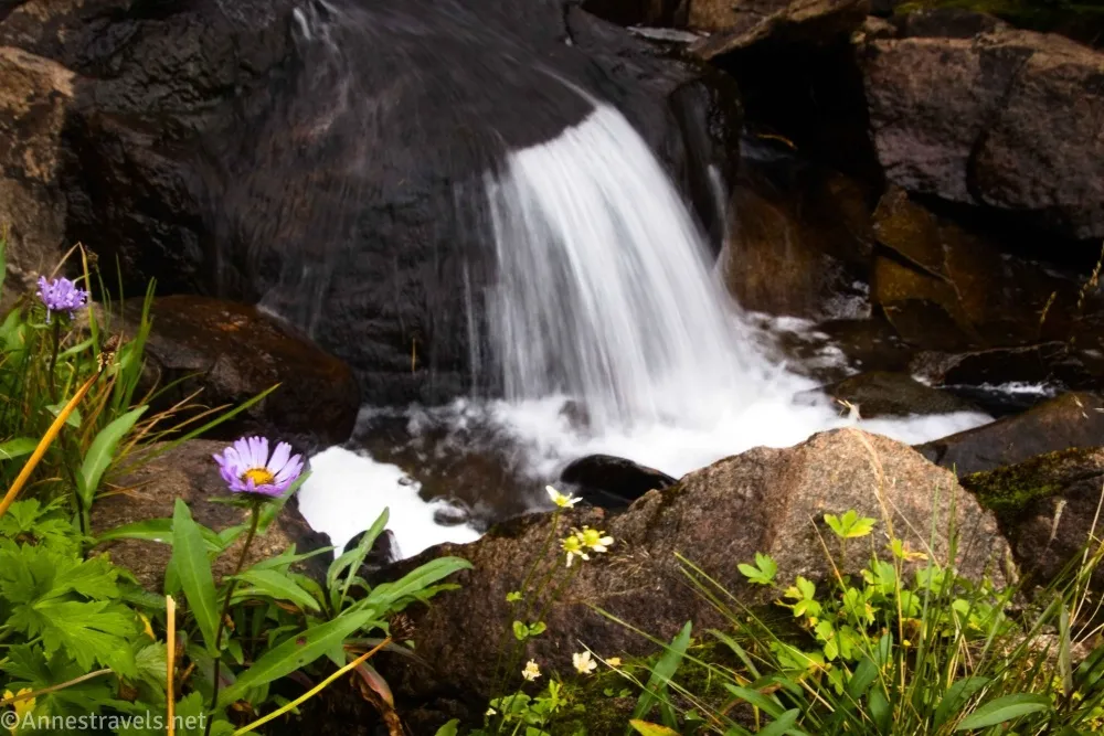 A small waterfall cascades behind a few smile wildflowers