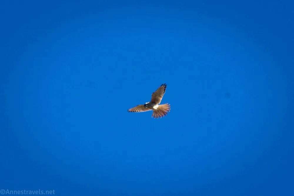 An American kestrel flying with wings outstretched against a blue sky