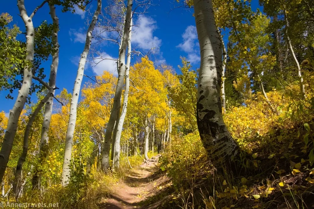 An aspen forest with a trail running through it; several tree trunks and other yellow aspen trees beyond 
