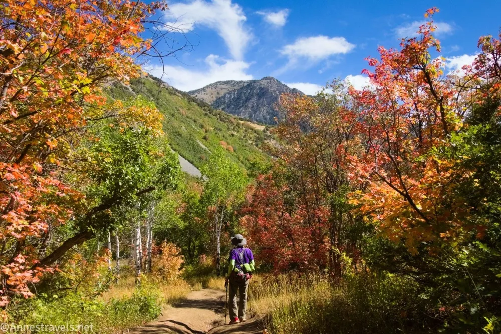 Autumn red and orange trees frame a hiker in a purple and green shirt looking at the mountains in the background