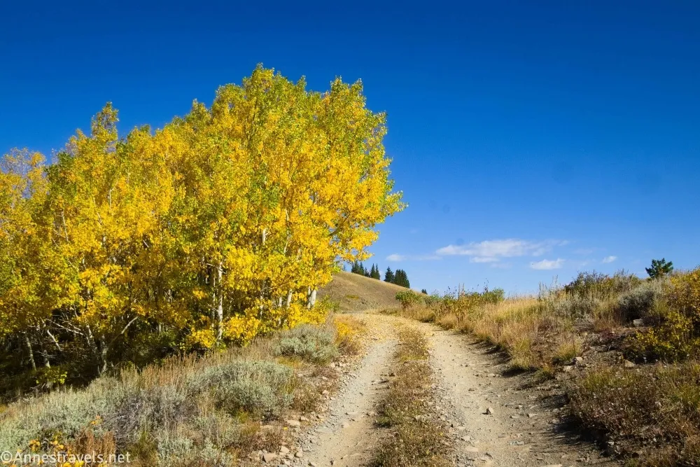 Yellow trees to the left of a dirt road under blue skies