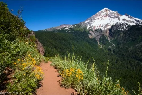 Yellow wildflowers frame a red dirt trail with dark green hills and the gray and white peak of Mount Hood beyond