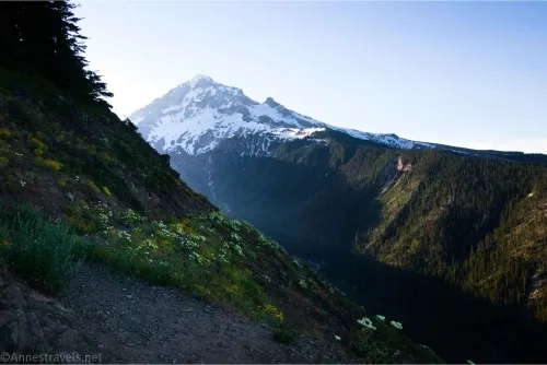 A shadowed hillside with small wildflowers with the gray and snowy peak of Mount Hood beyond