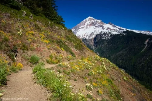 Wildflowers grow around a trail on a steep hillside with the gray and snowy bulk of Mount Hood beyond