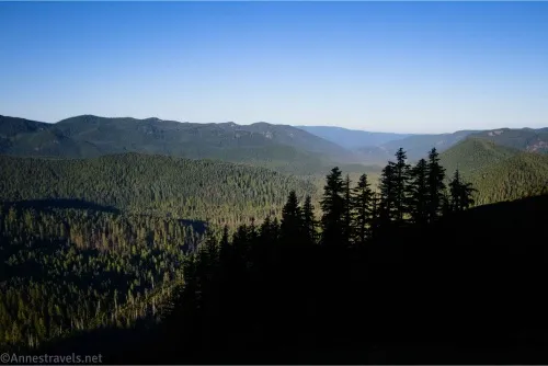 Several pine trees silhouetted against a forested valley under a blue sky
