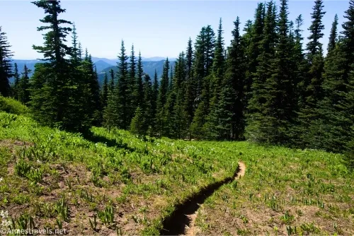 A small trail through a meadow with fir trees on the other side of the meadow