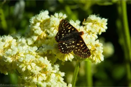 A brown and white spotted butterfly sits on off-white flowers