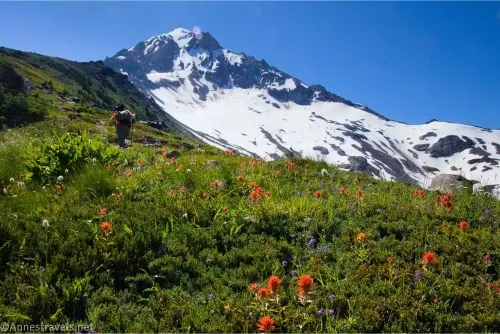 Red, purple, and white flowers in a meadow while a hiker ascends the ridge with the snowy form of Mount Hood above