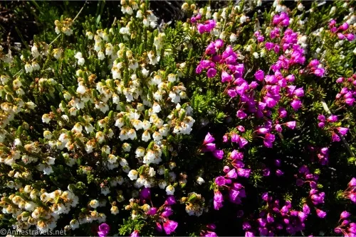 White and pink bell-shaped heather flowers