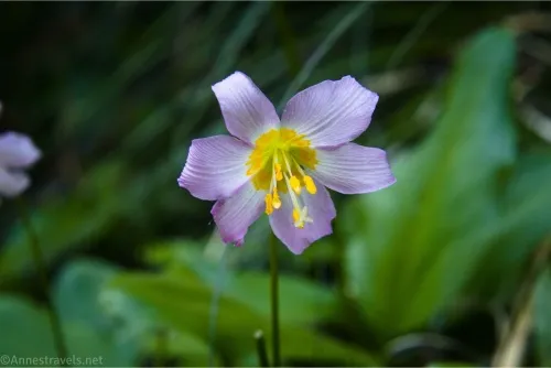 A purple wildflower with several petals and a yellow center with several yellow stamens 