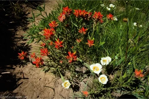 Red paintbrush flowers to the left of white subalpine mariposa lilies