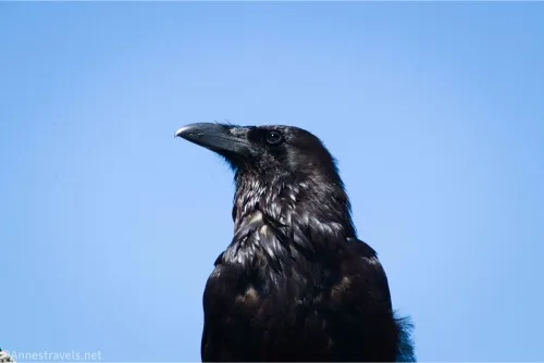 A black crow's bust against a blue sky