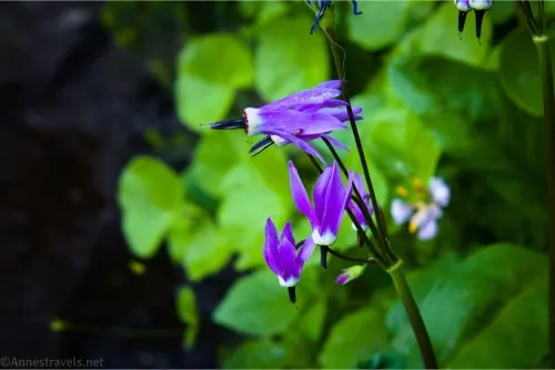 Purple flowers and green leaves