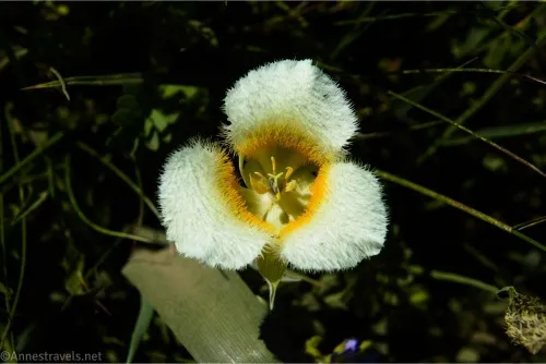 A three-petaled white flower with a fuzzy yellow center
